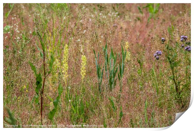 Mix of Wild Flowers Print by GJS Photography Artist