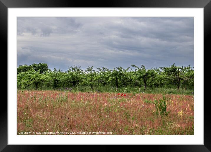 Wild Flowers and Plumb Trees Framed Mounted Print by GJS Photography Artist