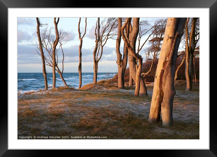 Trees on a high, grassy dune (Darß, Germany) Framed Mounted Print by Andreas Himmler