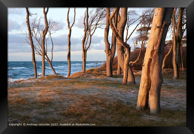 Trees on a high, grassy dune (Darß, Germany) Framed Print by Andreas Himmler