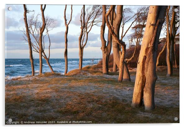 Trees on a high, grassy dune (Darß, Germany) Acrylic by Andreas Himmler
