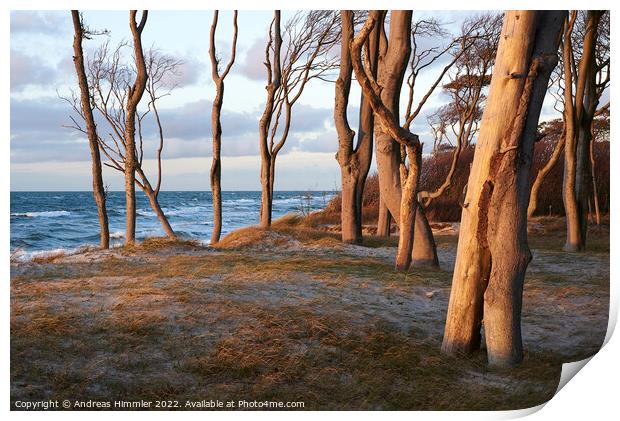 Trees on a high, grassy dune (Darß, Germany) Print by Andreas Himmler