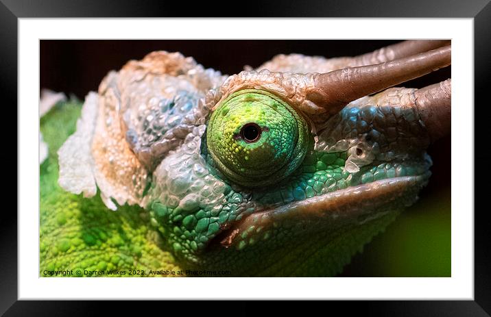 Jackson's chameleon V2 Framed Mounted Print by Darren Wilkes