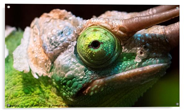Jackson's chameleon V2 Acrylic by Darren Wilkes