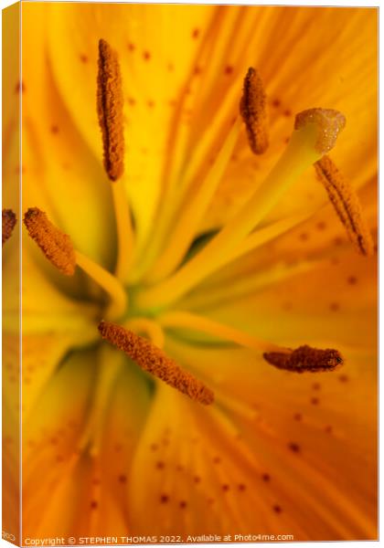 Yellow Lily Kapow! Canvas Print by STEPHEN THOMAS