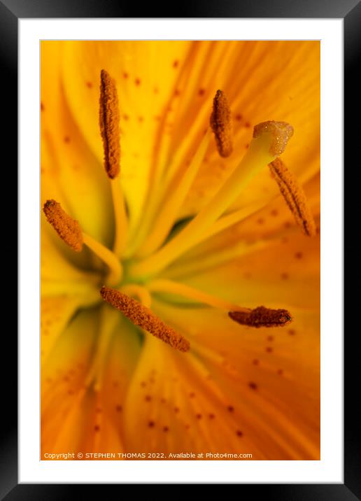Yellow Lily Kapow! Framed Mounted Print by STEPHEN THOMAS