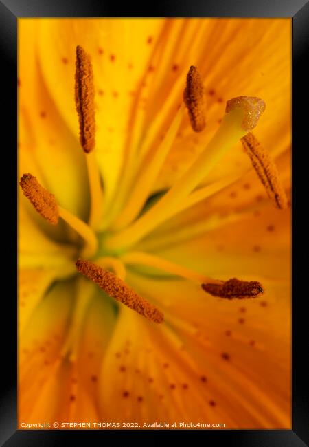 Yellow Lily Kapow! Framed Print by STEPHEN THOMAS