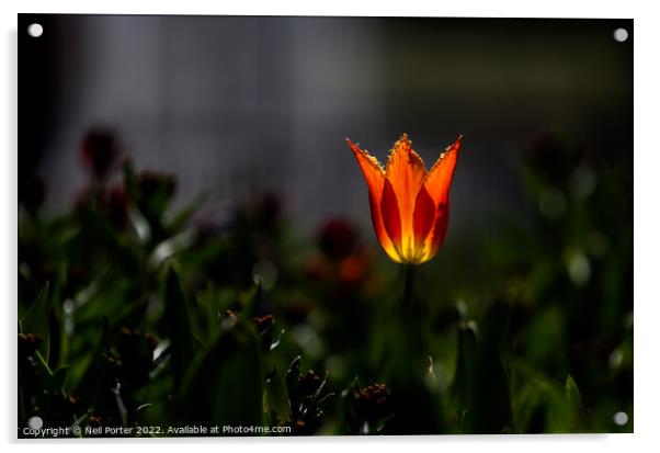 Glowing flower Acrylic by Neil Porter