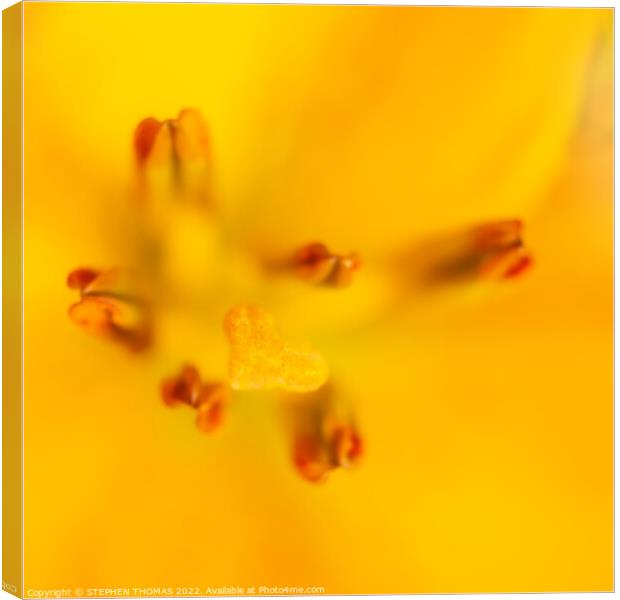 Heart of a Yellow Lily Canvas Print by STEPHEN THOMAS