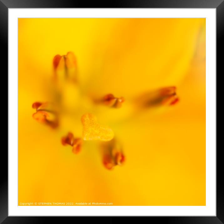 Heart of a Yellow Lily Framed Mounted Print by STEPHEN THOMAS