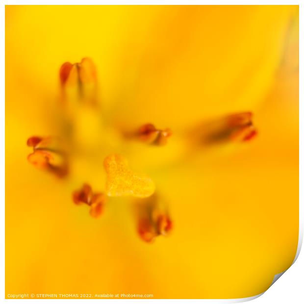 Heart of a Yellow Lily Print by STEPHEN THOMAS