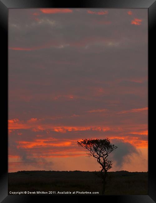The Lone Tree Framed Print by Derek Whitton