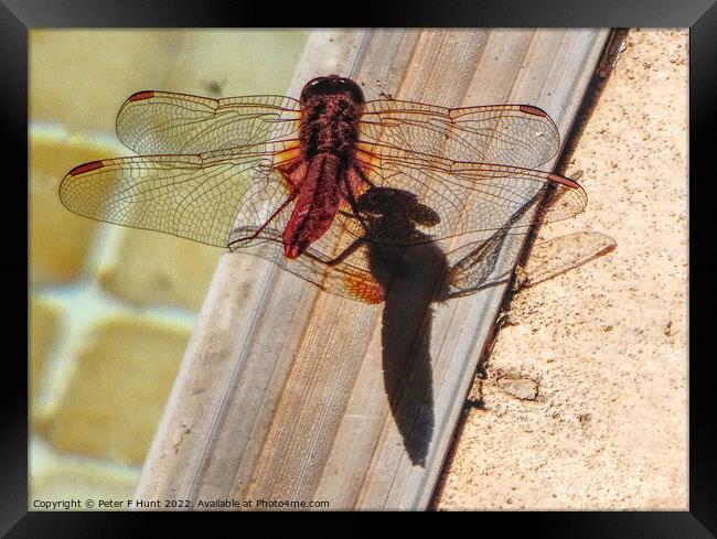 Dragon Fly And Shadow Framed Print by Peter F Hunt