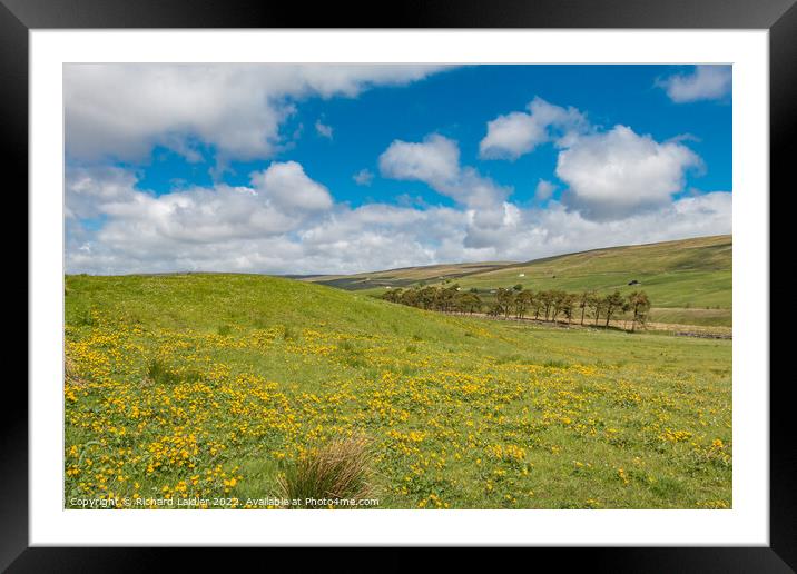 Marsh Marigolds at Harwood, Teesdale Framed Mounted Print by Richard Laidler