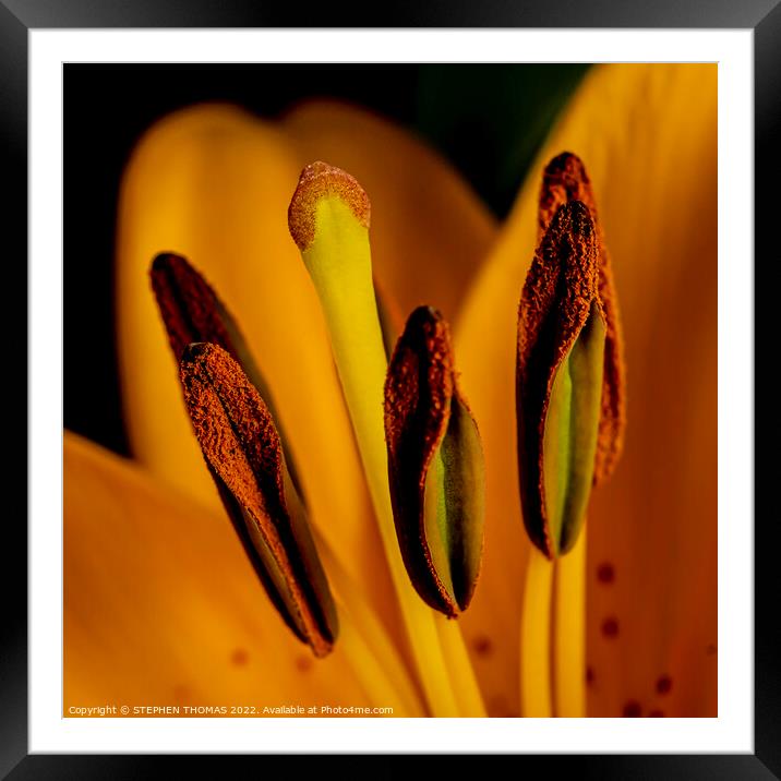 Yellow Lily Praise Framed Mounted Print by STEPHEN THOMAS