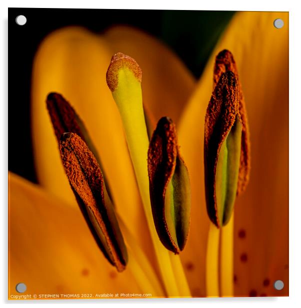 Yellow Lily Praise Acrylic by STEPHEN THOMAS