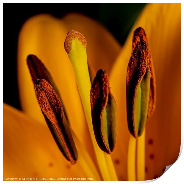 Yellow Lily Praise Print by STEPHEN THOMAS