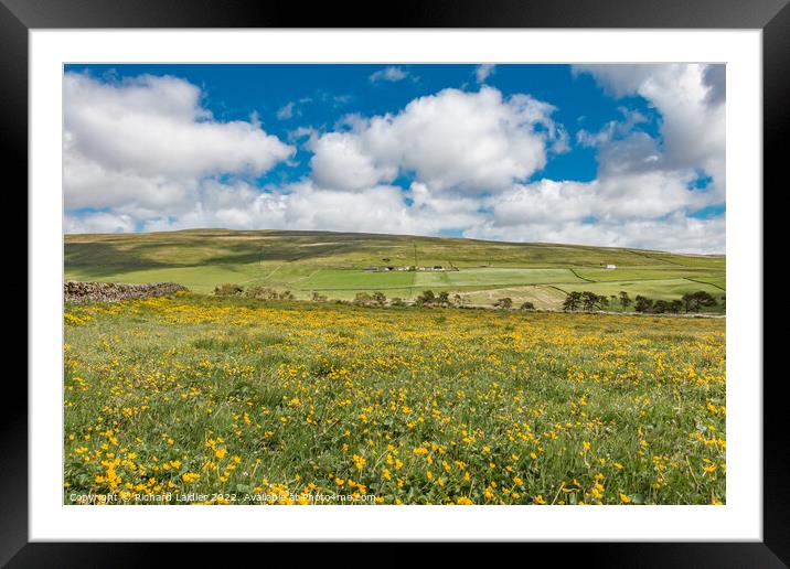 Marsh Marigolds at Harwood, Teesdale Framed Mounted Print by Richard Laidler