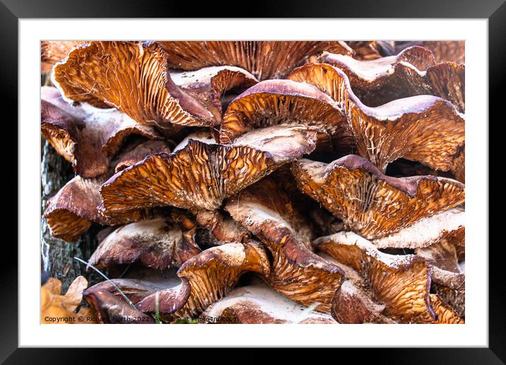 Autumn Fungi Art Framed Mounted Print by Richard North
