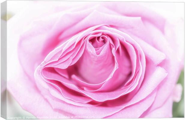 Macro of a Pale Pink Rose Canvas Print by Pamela Reynolds