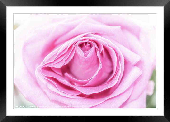 Macro of a Pale Pink Rose Framed Mounted Print by Pamela Reynolds