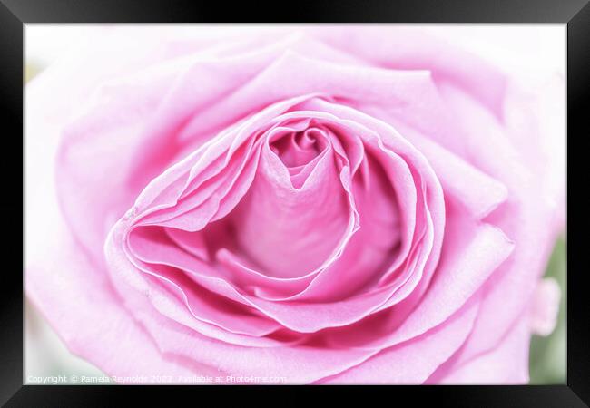Macro of a Pale Pink Rose Framed Print by Pamela Reynolds