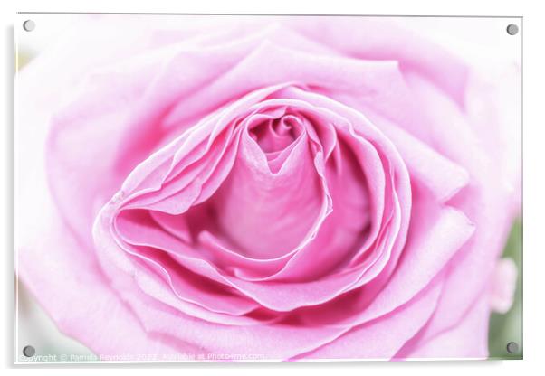 Macro of a Pale Pink Rose Acrylic by Pamela Reynolds