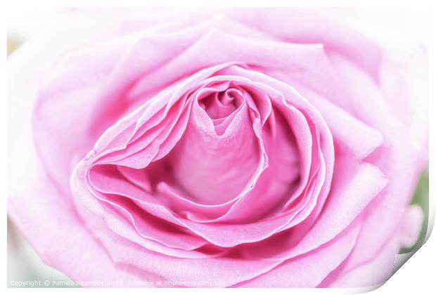 Macro of a Pale Pink Rose Print by Pamela Reynolds