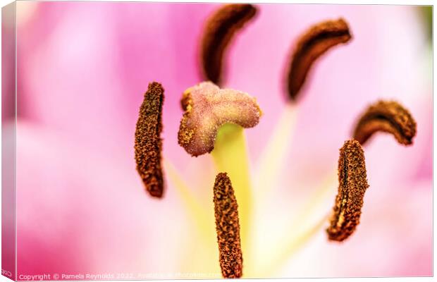 Macro of a Lily showing the detail  Canvas Print by Pamela Reynolds