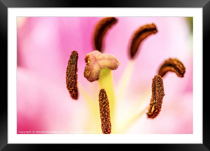 Macro of a Lily showing the detail  Framed Mounted Print by Pamela Reynolds