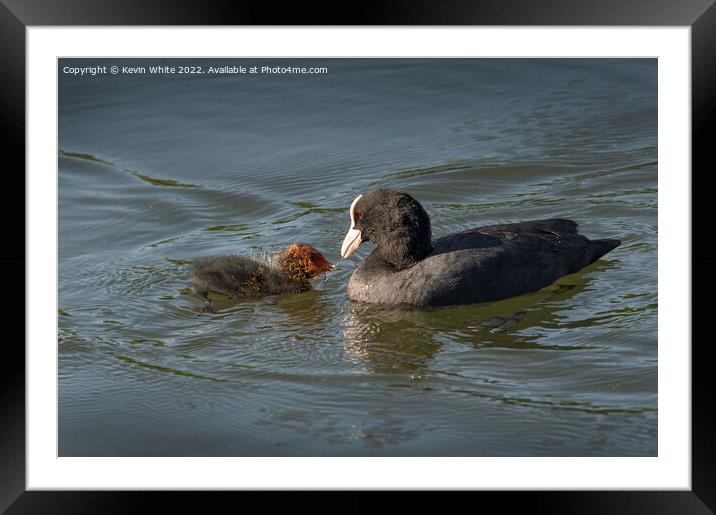 Coot feeding newborn Framed Mounted Print by Kevin White