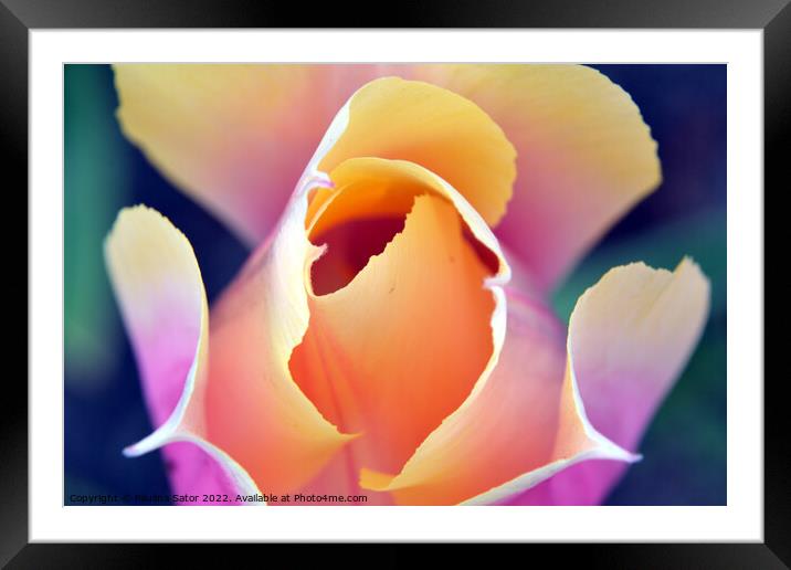 Romantic tulip  Framed Mounted Print by Paulina Sator