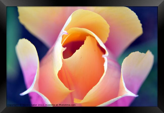 Romantic tulip  Framed Print by Paulina Sator