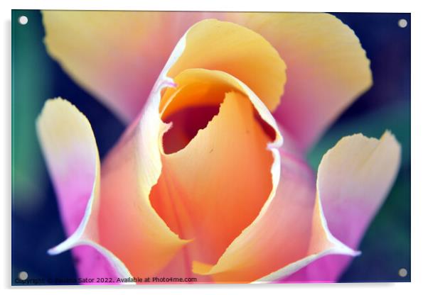 Romantic tulip  Acrylic by Paulina Sator