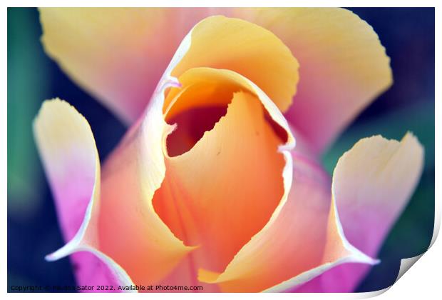 Romantic tulip  Print by Paulina Sator