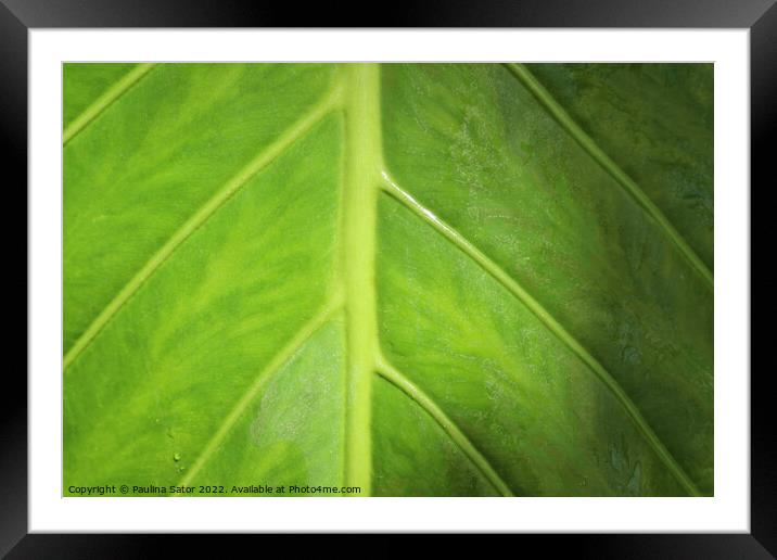 Green is good Framed Mounted Print by Paulina Sator