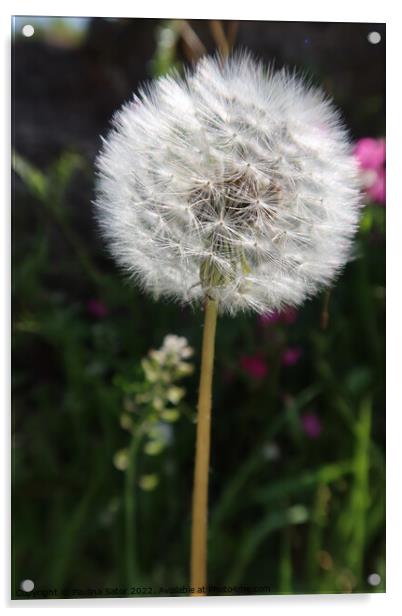  White ball of dandelion  Acrylic by Paulina Sator