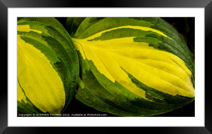 Warwick Comet Hosta Framed Mounted Print by STEPHEN THOMAS