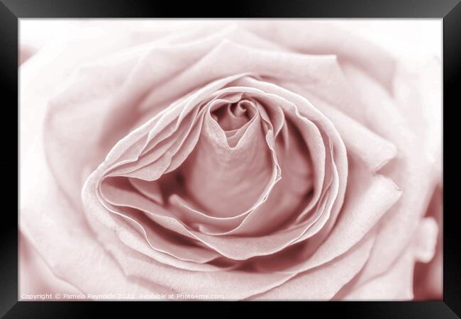 Macro of a Pale Sepia Rose Framed Print by Pamela Reynolds