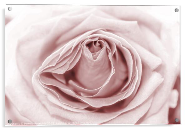 Macro of a Pale Sepia Rose Acrylic by Pamela Reynolds