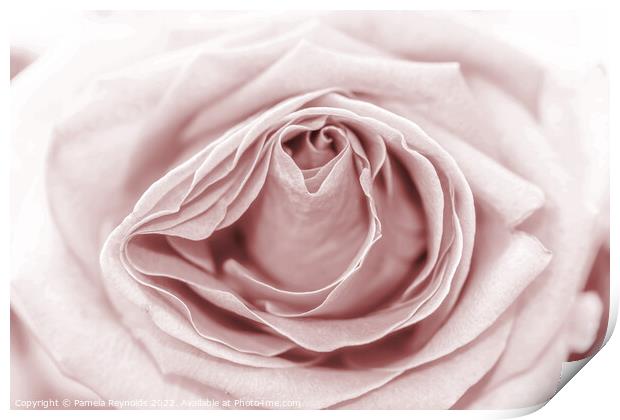 Macro of a Pale Sepia Rose Print by Pamela Reynolds