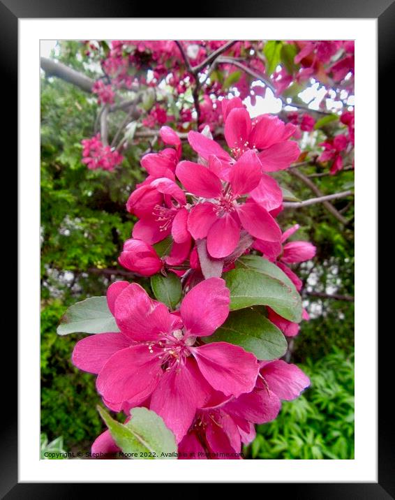 pink apple blossoms Framed Mounted Print by Stephanie Moore