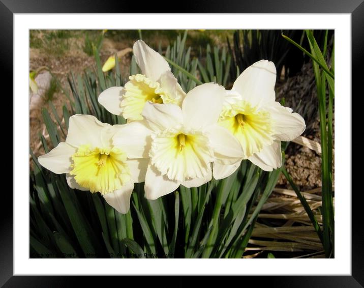 Daffodils Framed Mounted Print by Stephanie Moore