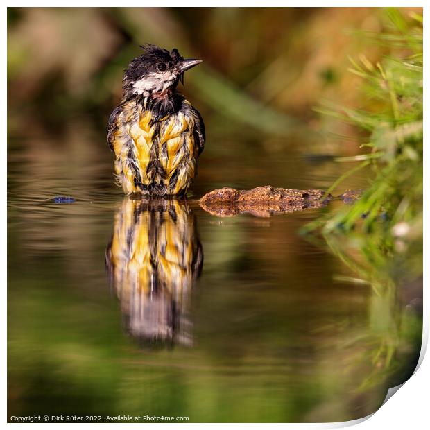 Great Tit (Parus major) Print by Dirk Rüter