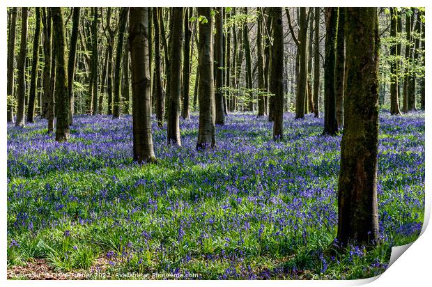 Bluebells in the wild woods #1 Print by Claire Turner
