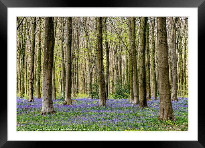 Bluebells in Wild Woods #3 Framed Mounted Print by Claire Turner