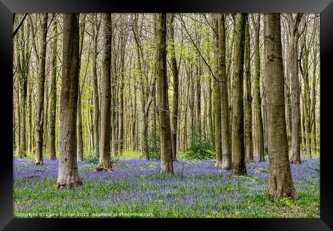 Bluebells in Wild Woods #3 Framed Print by Claire Turner