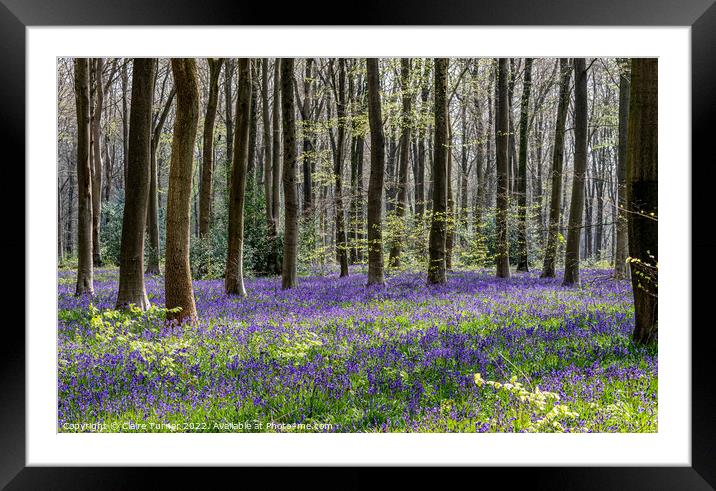 Bluebells in Wild Woods #2 Framed Mounted Print by Claire Turner