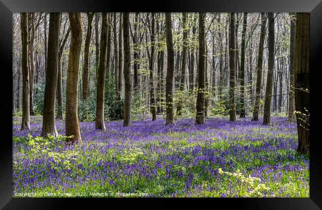 Bluebells in Wild Woods #2 Framed Print by Claire Turner