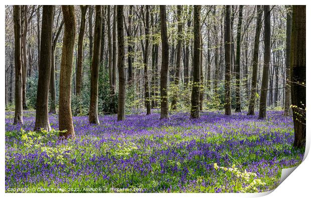 Bluebells in Wild Woods #2 Print by Claire Turner